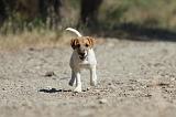 PARSON RUSSEL TERRIER 057